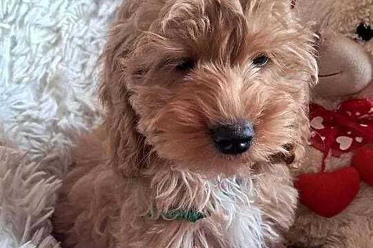 Suczka cockapoo mama cocker spaniel tata pudel toy badania genetyczne, Świętokrzyskie, Busko-Zdrój
