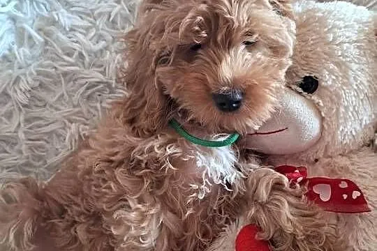 Suczka cockapoo mama cocker spaniel tata pudel toy badania genetyczne, Świętokrzyskie, Busko-Zdrój
