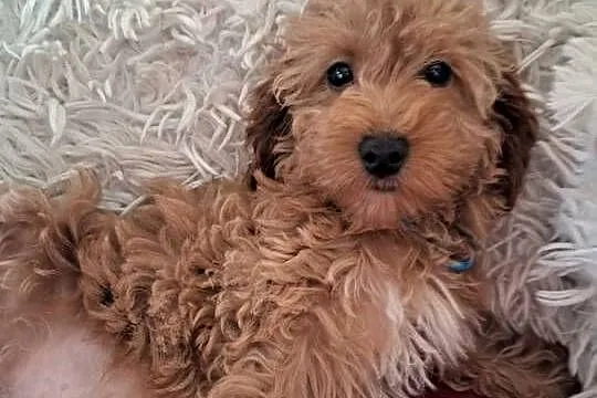 Suczka cockapoo mama cocker spaniel tata pudel toy badania genetyczne, Świętokrzyskie, Busko-Zdrój