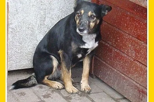 Średnia 9 kg, delikatna,grzeczna pinczerowata suni