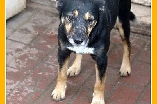Średnia 9 kg, delikatna,grzeczna pinczerowata suni