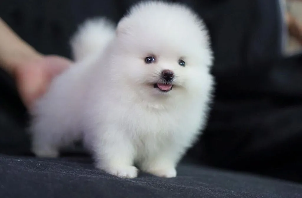 pomeranian szczenieta, Wielkopolskie, Kalisz