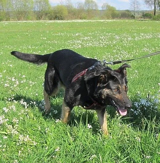 Przyjazna Tamira do adopcji, pomorskie Gdańsk