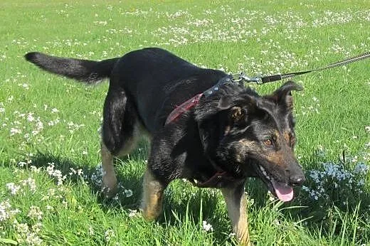 przyjazna Tamira do adopcji, pomorskie Gdańsk