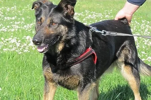Przyjazna Tamira do adopcji,  pomorskie Gdańsk
