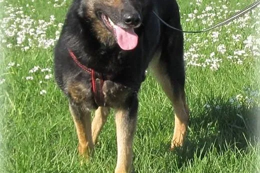 Przyjazna Tamira do adopcji,  pomorskie Gdańsk