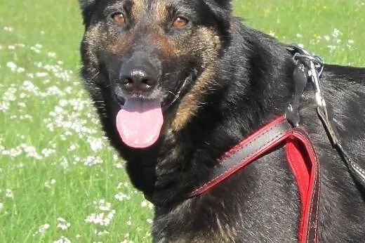 Przyjazna Tamira do adopcji,  pomorskie Gdańsk