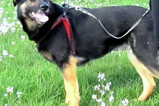 Przyjazna Tamira do adopcji,  pomorskie Gdańsk