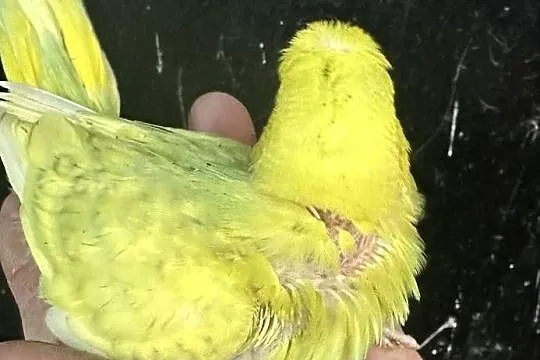 Papużki faliste ręcznie karmione y kolorowe, Małopolskie, Myślenice