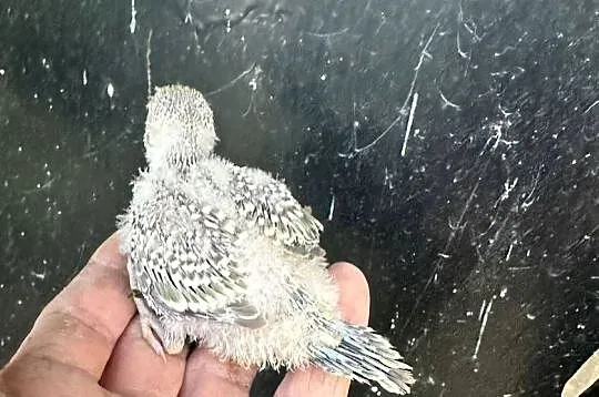 Papużki faliste ręcznie karmione y kolorowe, Małopolskie, Myślenice