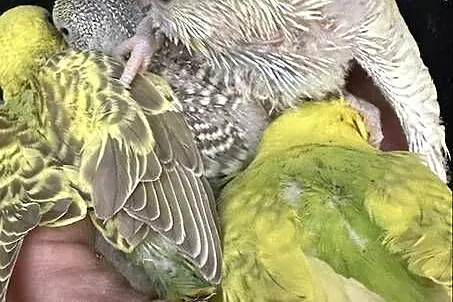 Papużki faliste ręcznie karmione y kolorowe, Małopolskie, Myślenice