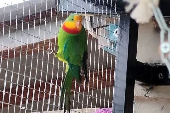 Papuga barabanda