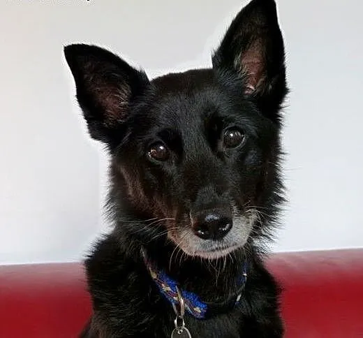 Kora idealna domowa suczka. ADOPCJA, małopolskie