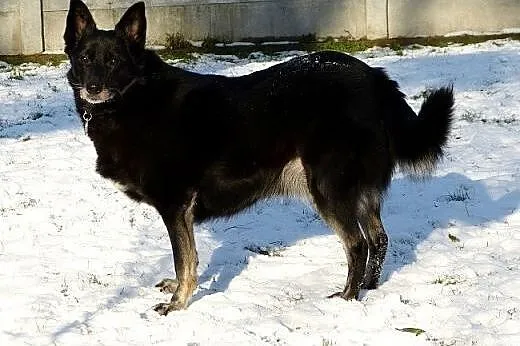 Kora idealna domowa suczka. ADOPCJA,  małopolskie 