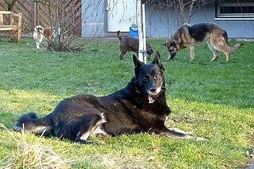 Kora idealna domowa suczka. ADOPCJA,  małopolskie 