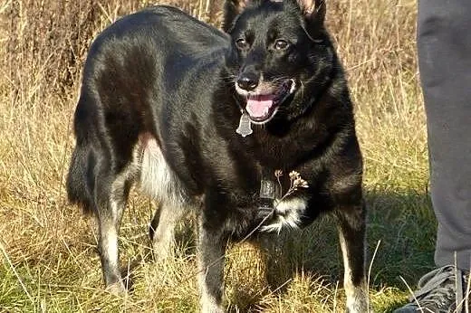 Kora idealna domowa suczka. ADOPCJA,  małopolskie 