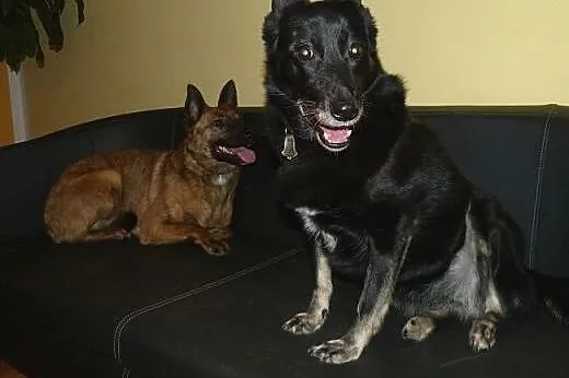 Kora idealna domowa suczka. ADOPCJA,  małopolskie 