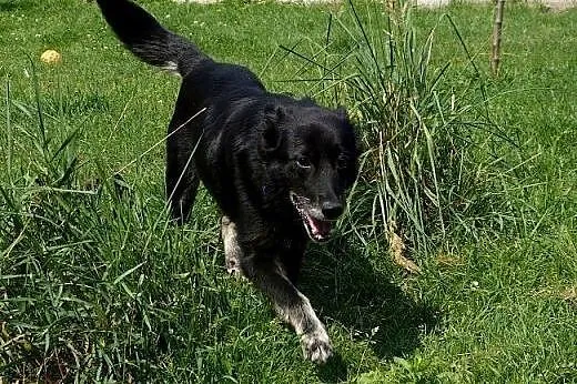 Kora idealna domowa suczka. ADOPCJA,  małopolskie 
