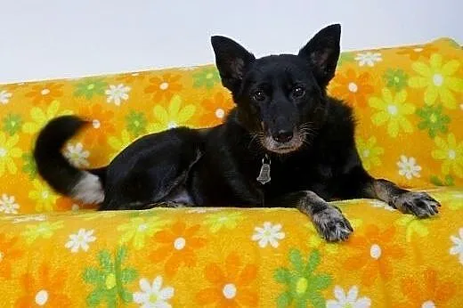 Kora idealna domowa suczka. ADOPCJA,  małopolskie 