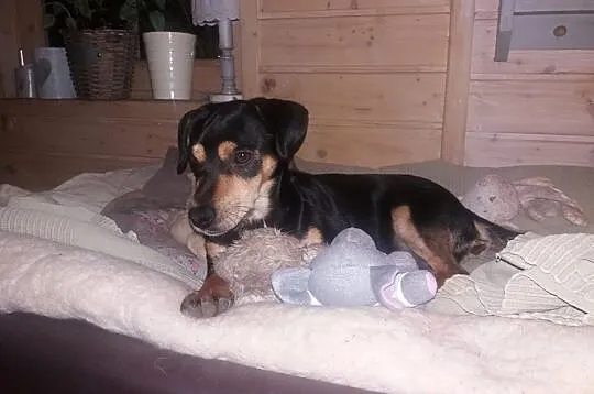 MICHAŚ-malutki szkrab, ufny, oddany szuka  DOMU MARZEŃ