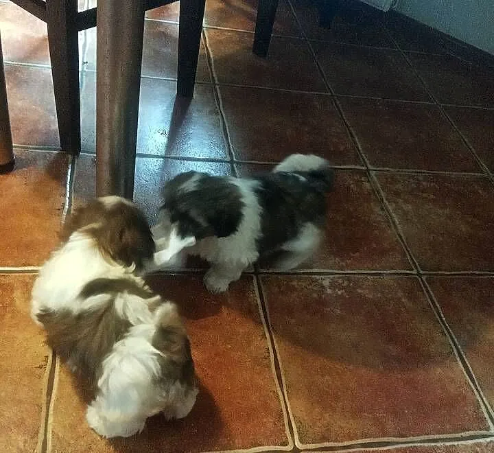 Shih TZU przepiękne małej wielkości szczeniaki suczki tricolor wzorcowe, Świętokrzyskie, Klimontów