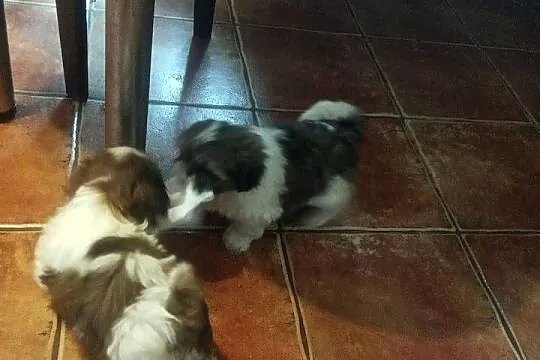 Shih TZU przepiękne małej wielkości szczeniaki suczki tricolor wzorcowe, Świętokrzyskie, Klimontów