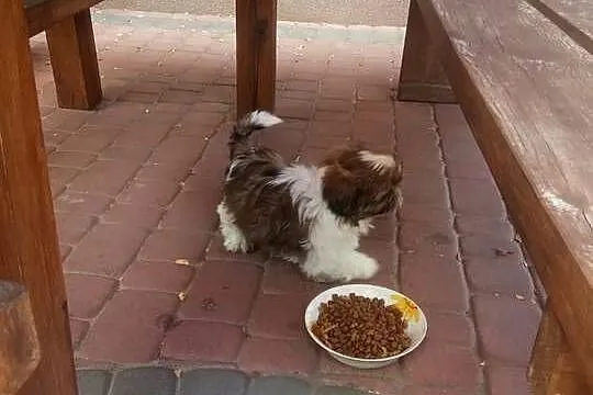 Shih TZU przepiękne małej wielkości szczeniaki suczki tricolor wzorcowe, Świętokrzyskie, Klimontów