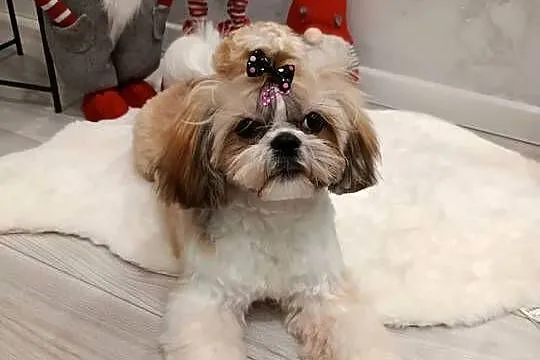 Shih TZU przepiękne małej wielkości szczeniaki suczki tricolor wzorcowe, Świętokrzyskie, Klimontów