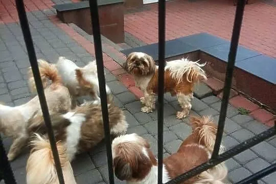 Shih TZU przepiękne małej wielkości szczeniaki suczki tricolor wzorcowe, Świętokrzyskie, Klimontów