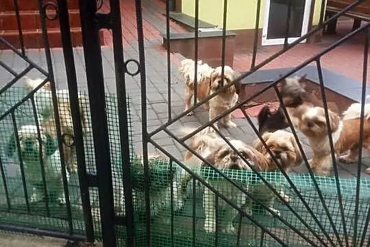Shih TZU przepiękne małej wielkości szczeniaki suczki tricolor wzorcowe, Świętokrzyskie, Klimontów