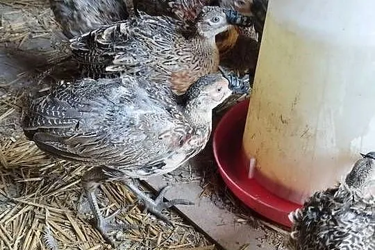 Sprzedam młode bażanty łowne, bażant, Wielkopolskie, Kalisz