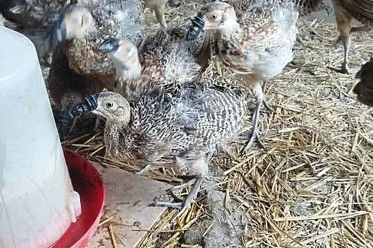 Sprzedam młode bażanty łowne, bażant, Wielkopolskie, Kalisz