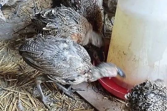 Sprzedam młode bażanty łowne, bażant, Wielkopolskie, Kalisz