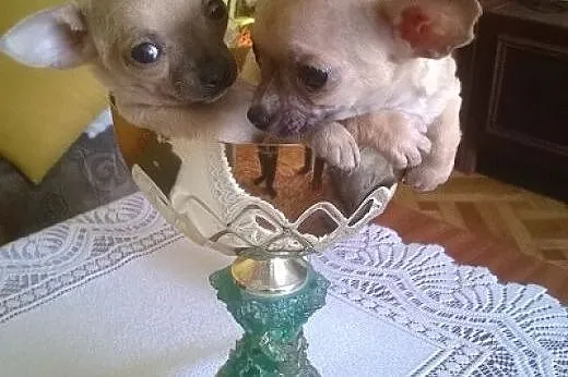 Chihuahua - malutkie szczenięta z metrykami,  wiel