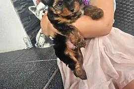 York terrier chłopczyk