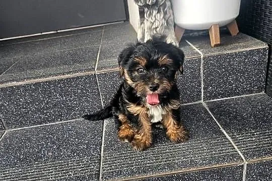 York terrier chłopczyk, Łódzkie, Chróścin
