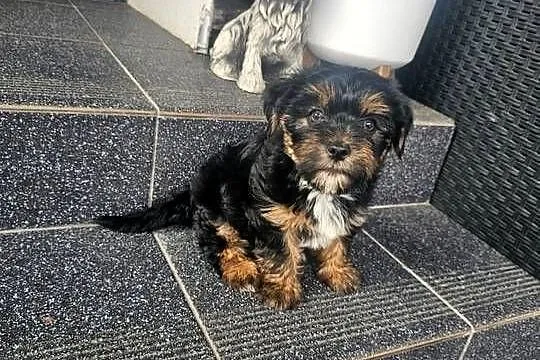 York terrier chłopczyk, Łódzkie, Chróścin