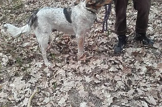 Łatka spokojna i radosna sunia,  lubuskie Gorzów W