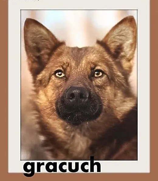 GRACUCH,9kg,łagodny,towarzyski,wesoły piesek.ADOPC