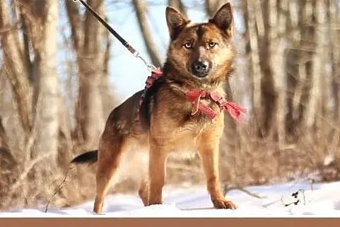 GRACUCH,9kg,łagodny,towarzyski,wesoły piesek.ADOPC