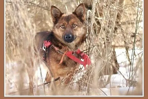 GRACUCH,9kg,łagodny,towarzyski,wesoły piesek.ADOPC