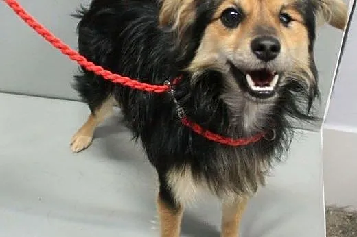 MAFI - 5 kg mikro psiak bez oczka, postrzelony ze śrutu szuka domu,  mazowieckie Warszawa