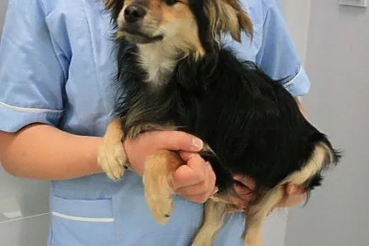 MAFI - 5 kg mikro psiak bez oczka, postrzelony ze 