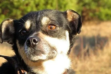 Młodziutka Mika do natychmiastowego  pokochania,  