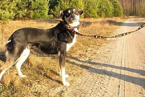 Młodziutka Mika do natychmiastowego  pokochania,  