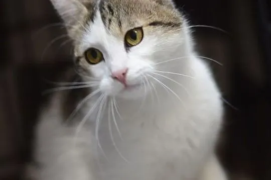 Julka, Śląskie, Gliwice