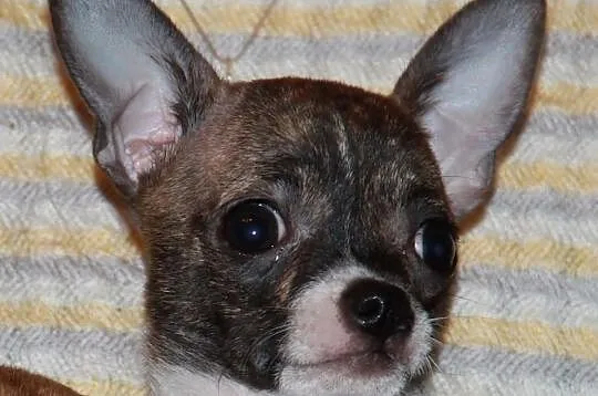 Chihuahua krótkowłosy - piesek wystawowy 7 m-cy