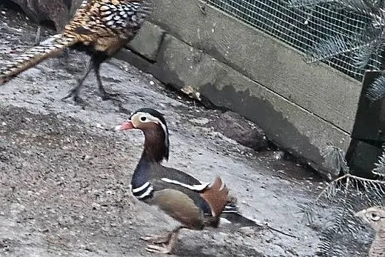 Sprzedam ptaki, Wielkopolskie, Leszno