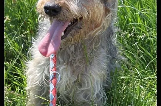 Oskar - uroczy młody psiak czeka na dom
