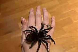 Sprzedam samice Vagansa